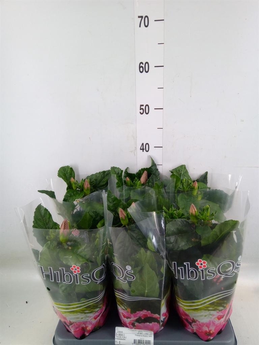 <h4>Hibiscus rosa-sin.   ...</h4>