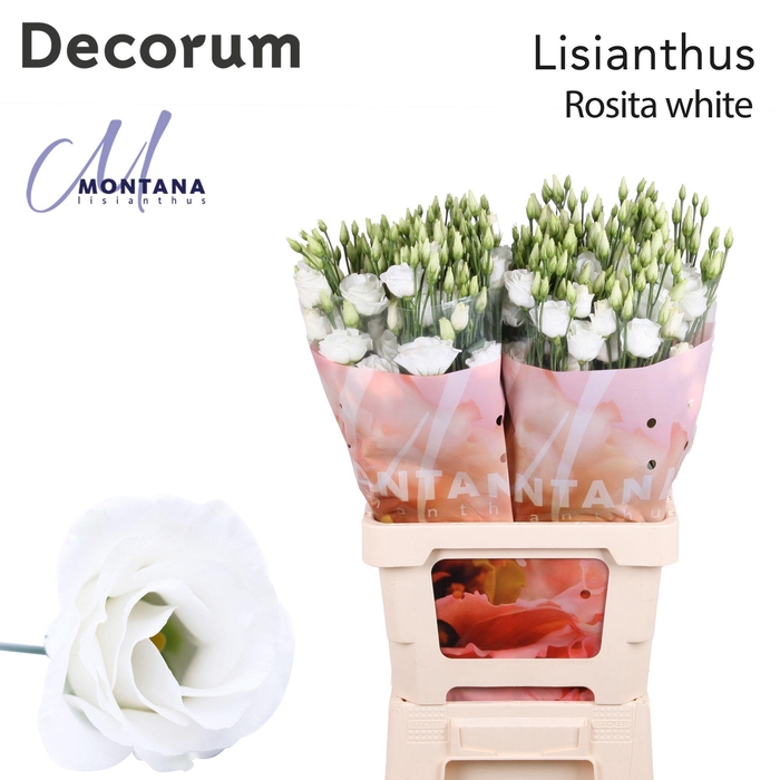 <h4>Lisianthus Rosita white 70cm</h4>