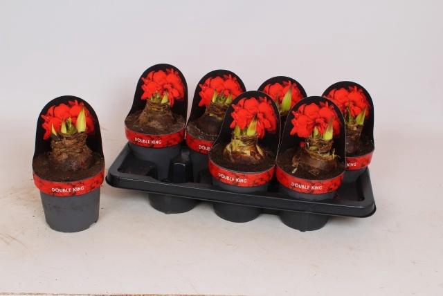 <h4>HIPP DG DOUBLE KING</h4>