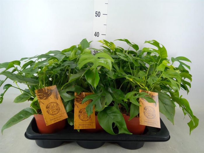 <h4>Monstera   ...</h4>