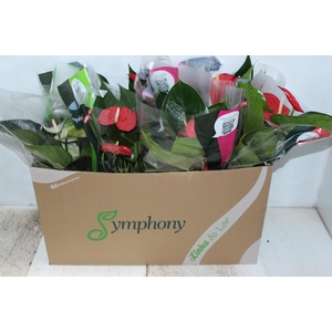 ANTHURIUM VARIADO P15