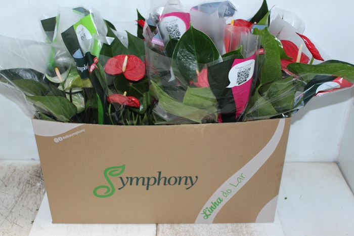 <h4>ANTHURIUM VARIADO P15</h4>