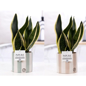 Sansevieria Trif. 