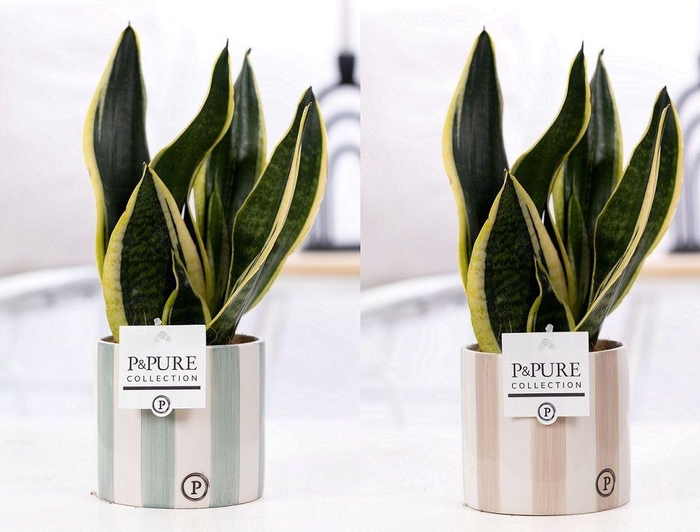 <h4>Sansevieria Trif. "Futura Superba" in P&PURE Eline cer. 2 ass.</h4>