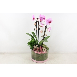 arr2 PL - Glas cilinder phal. roze