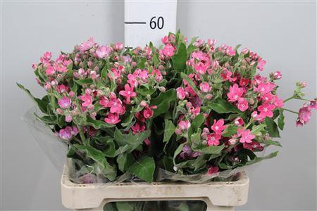 <h4>Oxy Co Pink Harmony</h4>