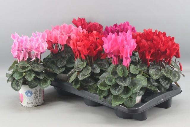 <h4>CYCL GR SUP XL</h4>