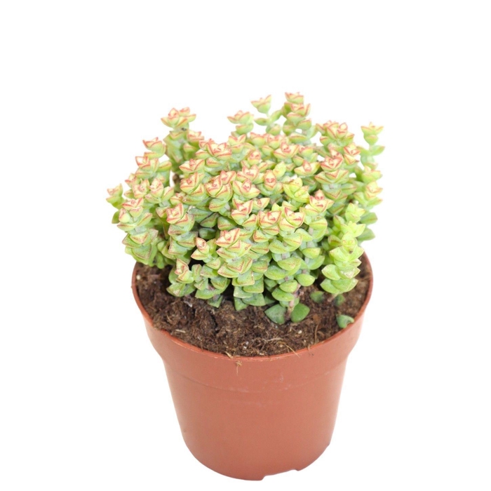 <h4>CRASS OVERIG</h4>
