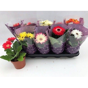 GERBERA IVORY MIX 2+ P12