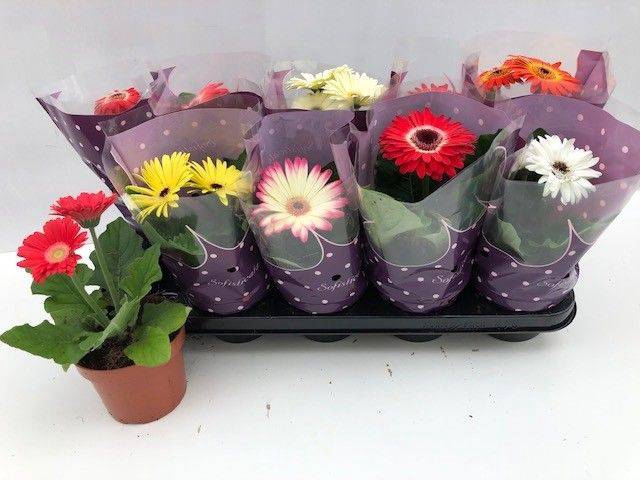 <h4>GERBERA IVORY MIX 2+ P12</h4>