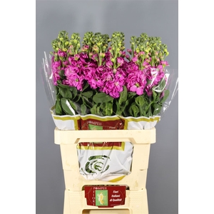 Matthiola Iron Deep Pink