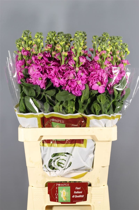 <h4>Matthiola Iron Rose Pink</h4>