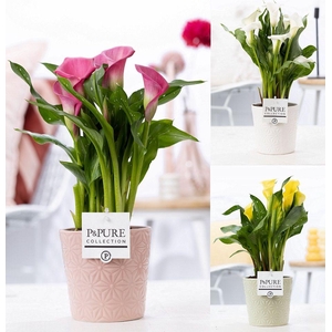 Zantedeschia mix in P&PURE Juliette ceramics ass. 3