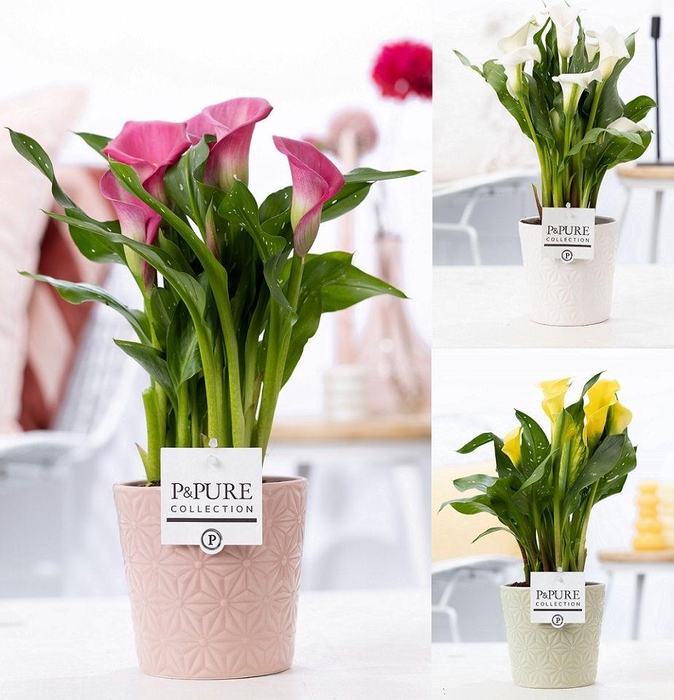 <h4>Zantedeschia mix in P&PURE Juliette ceramics ass. 3</h4>