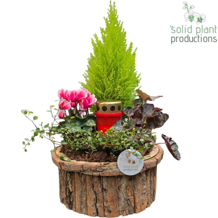 <h4>BSL001 Bark S Large Brown Allerheiligen</h4>