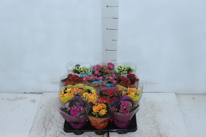 <h4>KAL. DOBRADO MINI P06</h4>