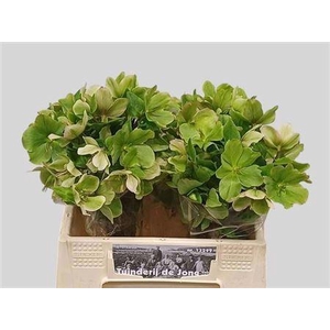 Hell Frk Mollys Whit