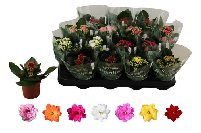 <h4>KAL GE RO GEM 6 KL</h4>