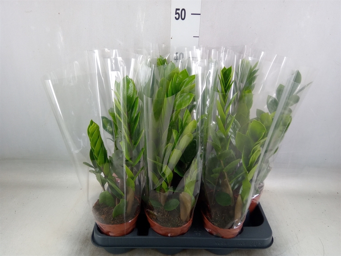 <h4>Zamioculcas zamiifolia</h4>
