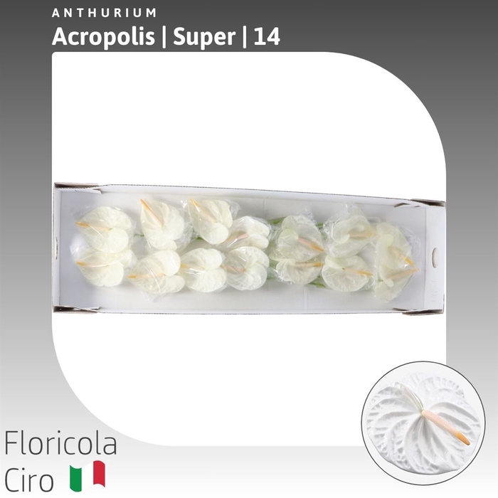 <h4>Anthurium 'Acropolis' | Super</h4>