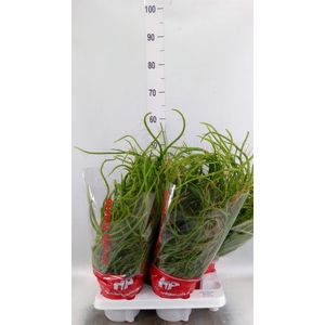 Rhipsalis   ...