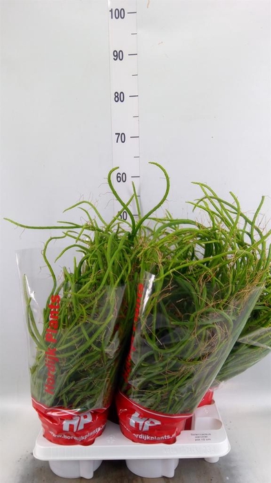 <h4>Rhipsalis   ...</h4>