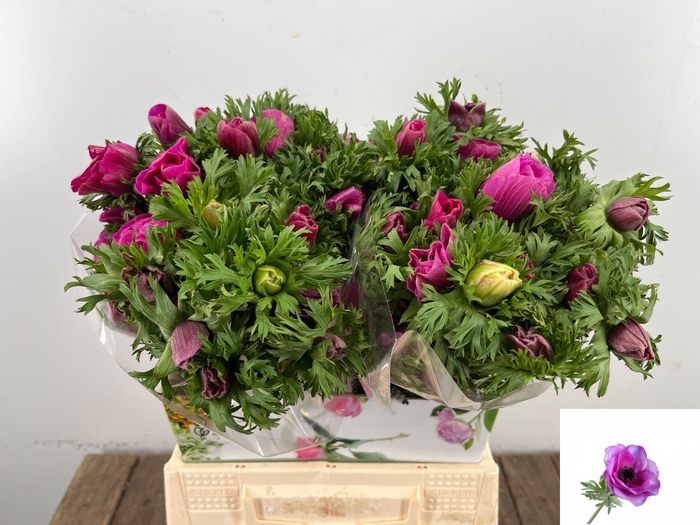 <h4>ANEM CO MAR ORCHID</h4>