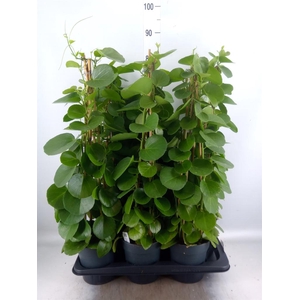 Cissus rotundifolia