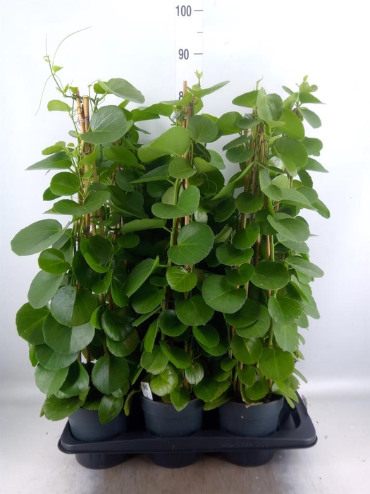 <h4>Cissus rotundifolia</h4>