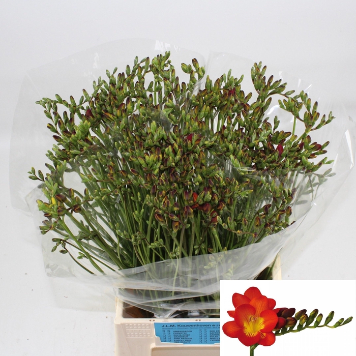 <h4>FR EN RED BARON</h4>