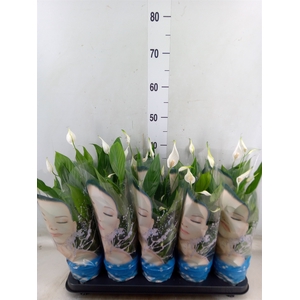 Spathiphyllum  'Korto'