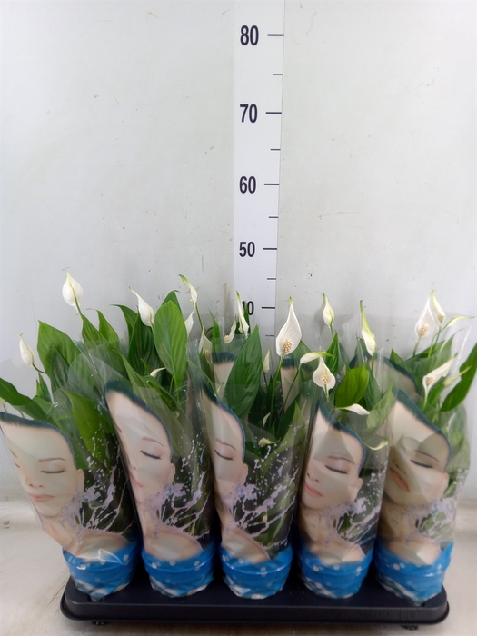 <h4>Spathiphyllum  'Korto'</h4>