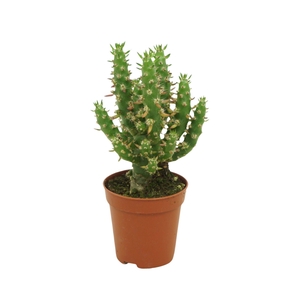 Austrocylindropuntia subulata