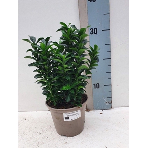 Euonymus japonicus 'Jean Hugues'