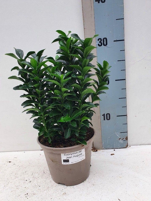 <h4>Euonymus japonicus 'Jean Hugues'</h4>