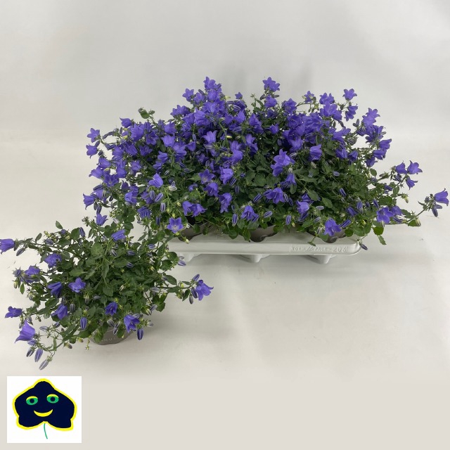 CAMPANULA SPRING BELL