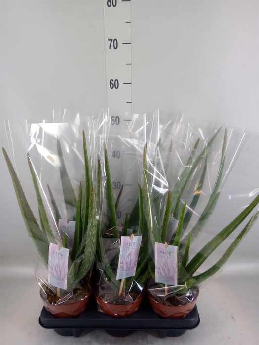 <h4>Aloe vera</h4>