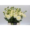 Dahlia White Cap