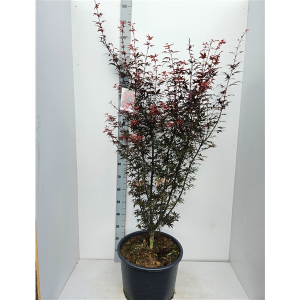 <h4>Acer palmatum 'Skeeters Broom'</h4>