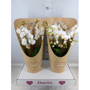 Phalaenopsis multi. 'FC French Blo'