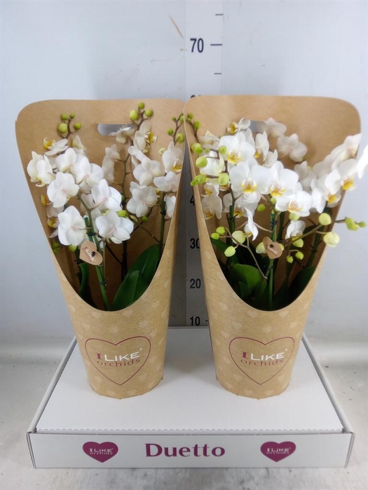 <h4>Phalaenopsis multi. 'FC French Blo'</h4>