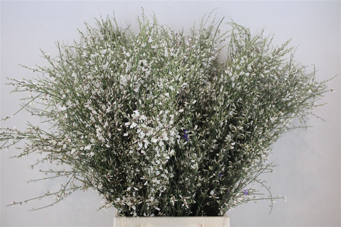 <h4>Ginster 400gr White P Bunch</h4>