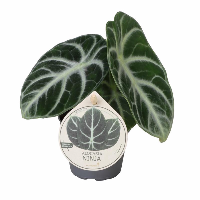 <h4>ALOCASIA BAGINDA P6 NINJA ETIKET</h4>