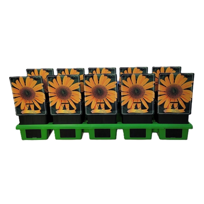 <h4>Echinacea purpurea</h4>