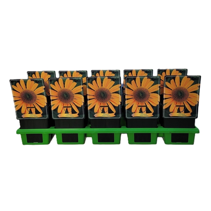 <h4>Echinacea purpurea</h4>