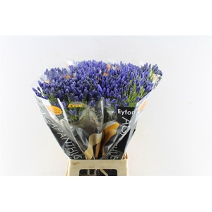 Agapanthus Eyfori Blue