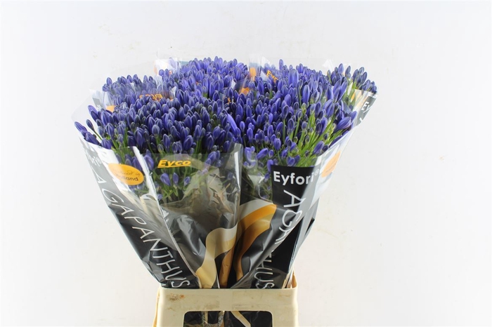 <h4>Agapanthus Eyfori Blue</h4>