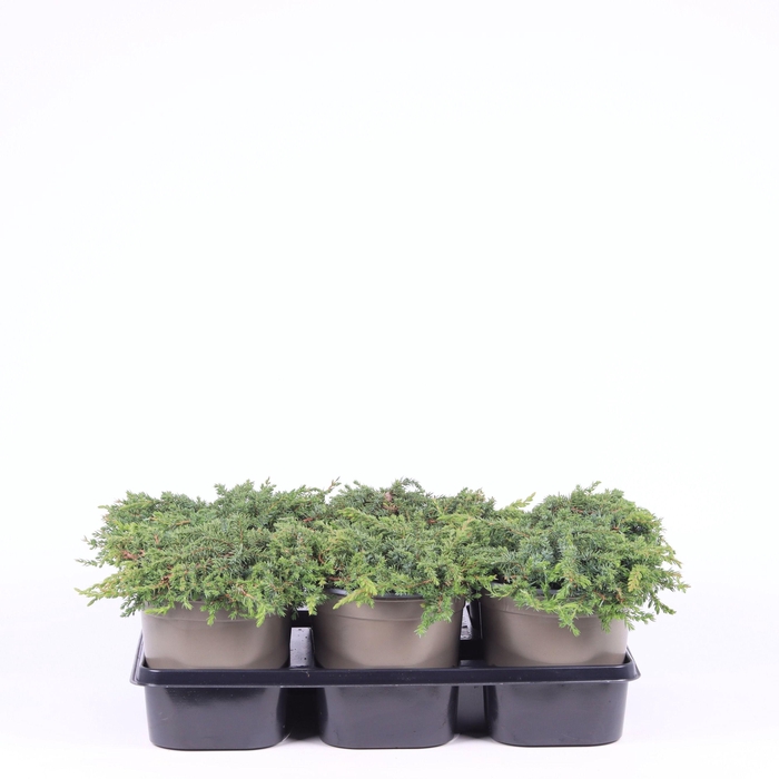<h4>Juniperus communis 'Green Carpet'</h4>