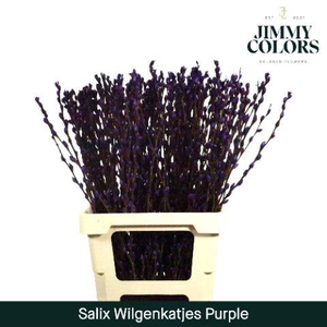 Salix Katjes L70 Purple