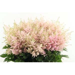 Astilbe Europa 70cm